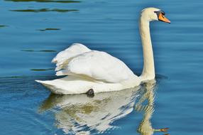 white swan swims on a calm lake