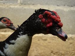 Bird Head Muscovy