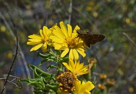 Silver-Spotted Skipper In