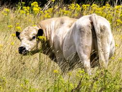 Galloway Beef Mammal