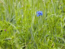 lonely blue flower in the grass
