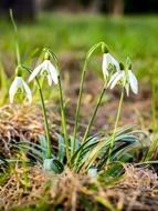 snowdrops in the meadow