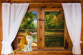 the cat is sitting at the window of the house