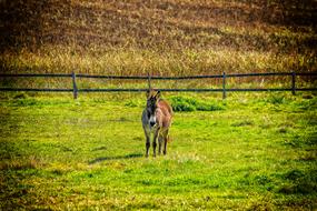 Donkey Animal Pasture