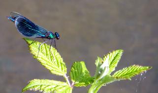 Dragonfly Demoiselle Insect