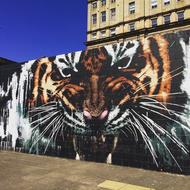 Street Art Graffiti of tiger