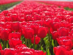 red tulips in the botanical garden, netherlands