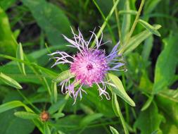 purple beautiful flower in the grass