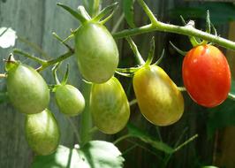 ripe tomatoes on the bush