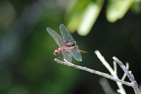 Dragonfly Fly Insect