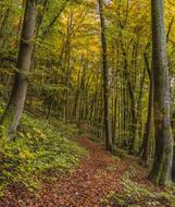 Trail through Forest at autumn