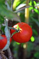 ripe tomatoes in the garden