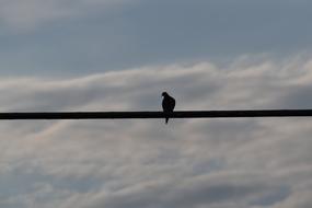 Bird On A Wire Silhouette Mourning