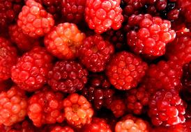 Close up of the red berries