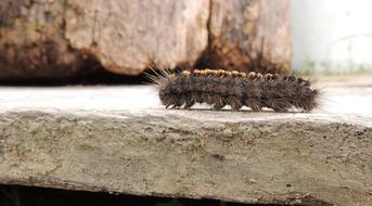 Insect Worm Caterpillar