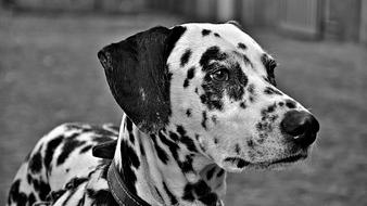 Dalmatian Dog Animal