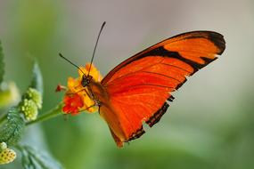 Butterfly Macro Insect