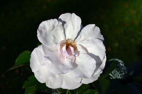Rose White Blossom