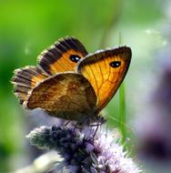 brown butterfly on purple garden flower