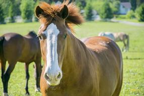 Brown Horse Field