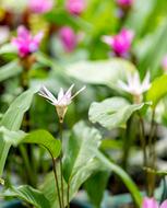wild flowers and green grass, close-up