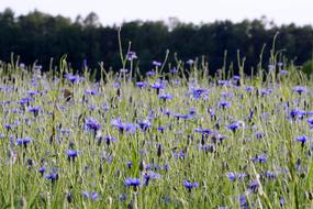 beautiful flowers in the field
