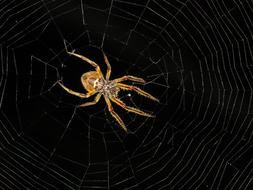 Macro Insect Spider Night