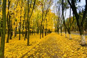 fallen yellow leaves on ground in park at Autumn