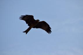 Milvus Migrans Kite Flight