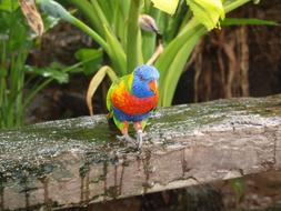 Parrot Bird
