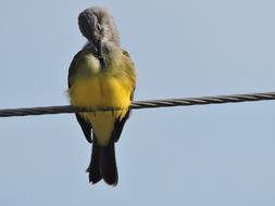 Bird Animal