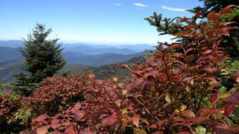 flowering bushes in the mountains