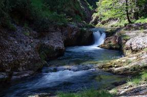 lowing river in the woods
