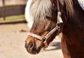 Brown Pony Horse on farm