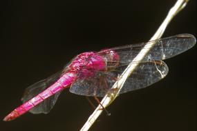 Dragonfly Insect Arthropod Color