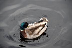 Duck Drake Water Bird