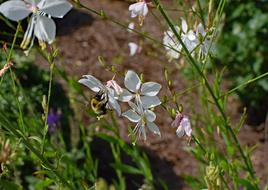 Butterfly Flower With Bee