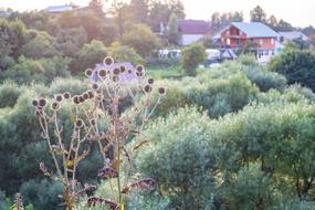Echinops Background Nature in Russia