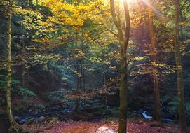 Autumn sunlit forest