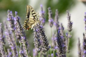 yellow butterfly on flowers in the field