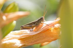 Nature Macro