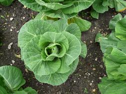 ripe cabbage on the ground