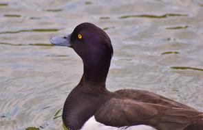 black and white duck swims in the lake