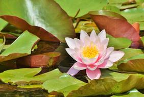 Water Lily Rose Flower