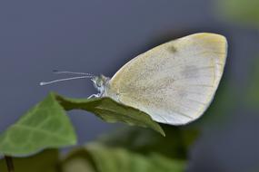 Gonepteryx Rhamni Butterfly Insect