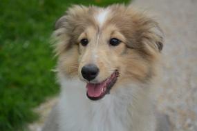 Dog Pup Portrait Shetland