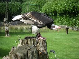 Zoo Bird Predator