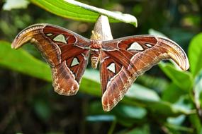 Butterfly Lepidoptera Close Up