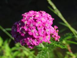 Yarrow Medicinal Plant
