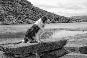 Dog Landscape Mountain